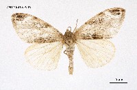 藏品(灰白毒蛾)的圖片